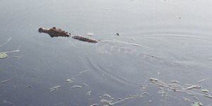 Gator_in_Lake-004-t.jpg