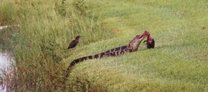 Gator_in_Lake-010-t.jpg