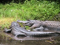 t-PB-Zoo-021.jpg