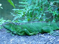 t-PB-Zoo-026.JPG