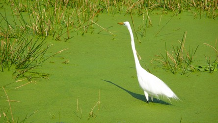 Wetlands-04-t.jpg